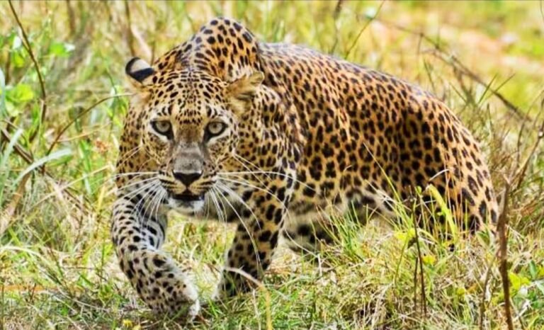 ​बिबट्याचा हल्ला संगमनेर घुलेवाडी दहशत
